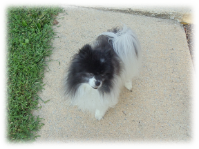 Photo of Oreo