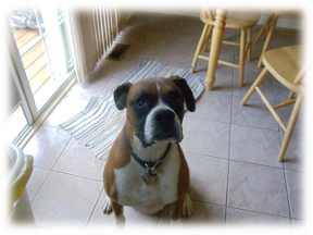 Photo of Brownie