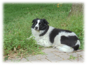 Photo of Rosey(2)