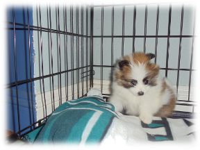 Photo of Remie(2)