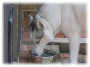 Photo of Kodi