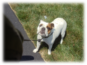Photo of Stella