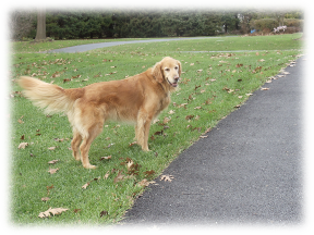 Photo of Bailey