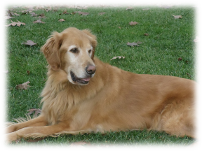 Photo of Bailey(2)