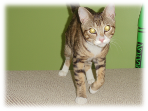 Photo of Boone