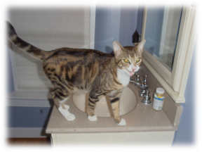 Photo of Boone(2)