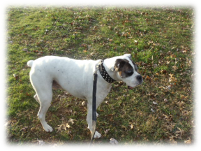 Photo of Buster