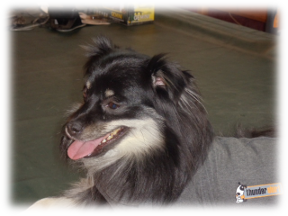 Photo of Oreo