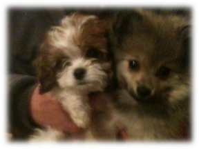 Photo of Chase and Tosh