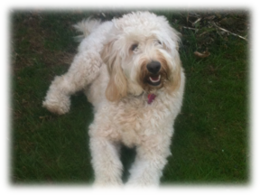 Photo of Chloe