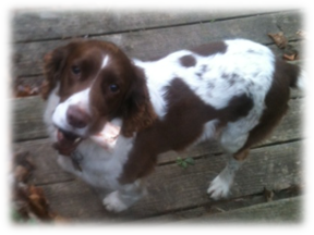 Photo of Zorra