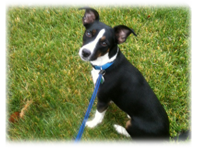 Photo of Spartacus