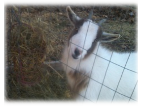 Photo of Billy