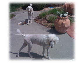 Photo of Roxy and Ally