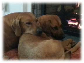 Photo of Ruby and Kuma